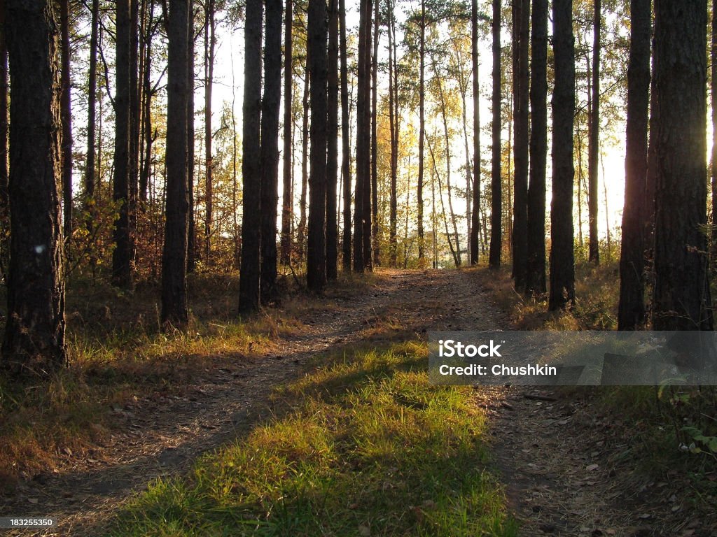 Forest way Autumn Stock Photo