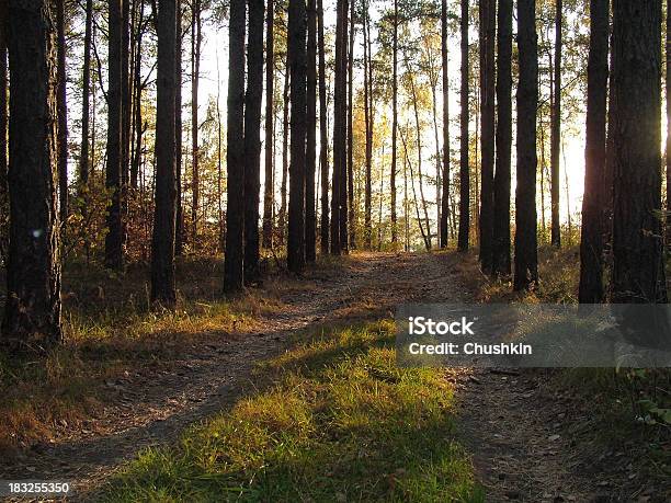 Forest Way Stock Photo - Download Image Now - Autumn, Brown, Country Road