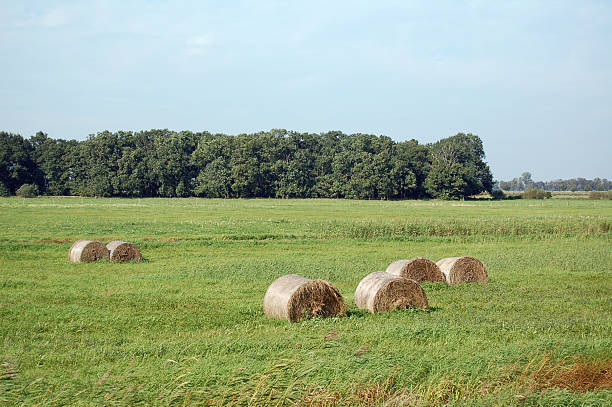 バレの牧草地風景にハヴェル（ブランデンブルグ - untere havel ストックフォトと画像