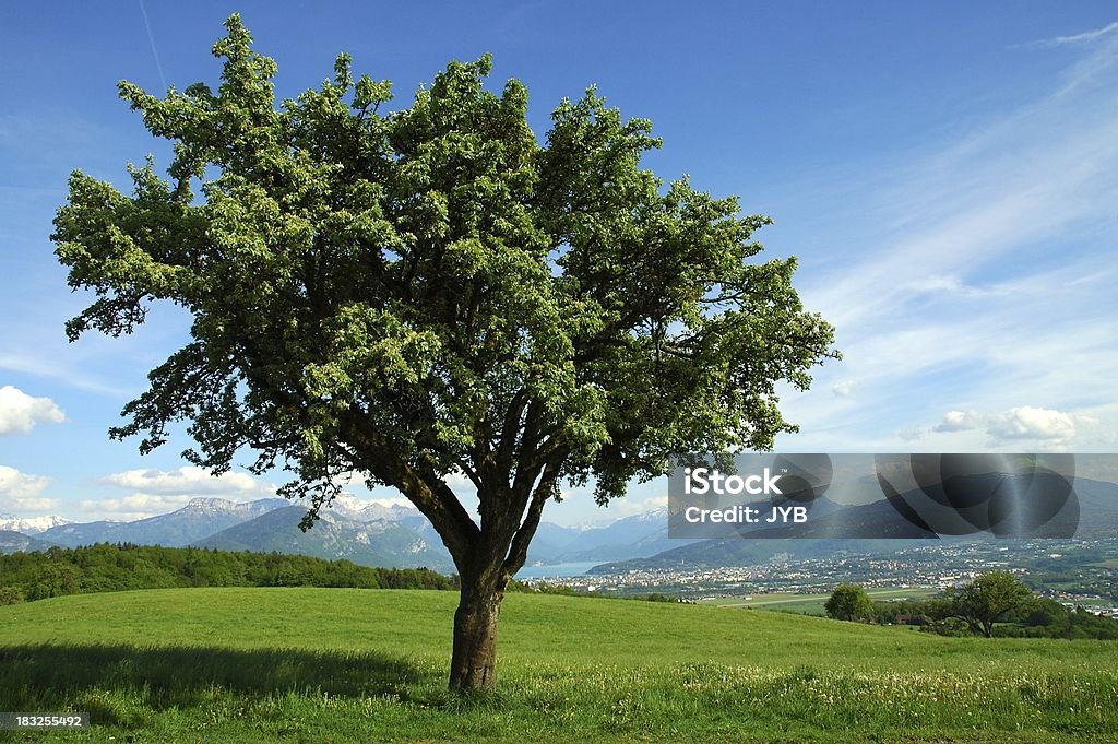 lone tree en resorte - Foto de stock de Aire libre libre de derechos