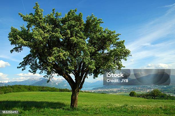 Lone Tree En Resorte Foto de stock y más banco de imágenes de Aire libre - Aire libre, Alta costura, Azul
