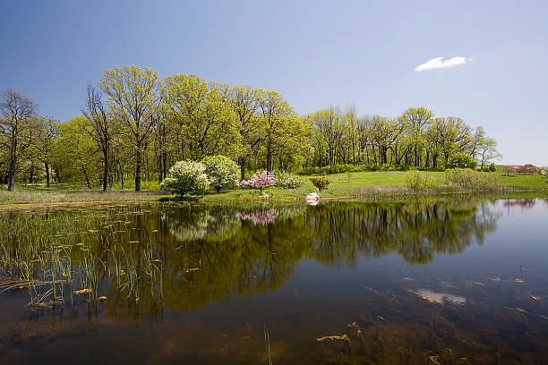 Spring Trees and Lake stock photo