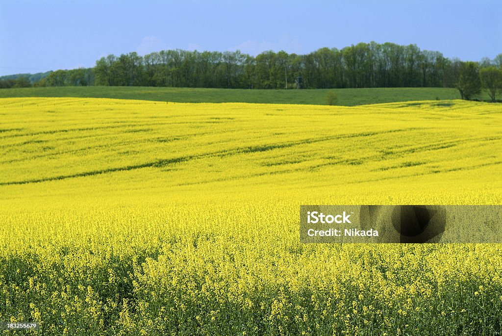 Zona rural - Foto de stock de Agricultura royalty-free