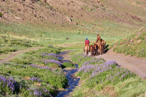 Mongolian horseback rider, mountains in background.http://bem.2be.pl/IS/mongolia_380.jpg