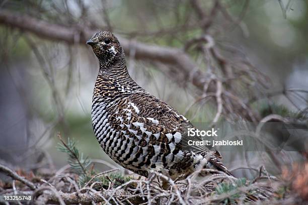 Spruce Grouse Foto de stock y más banco de imágenes de Urogallo de las artemisas - Urogallo de las artemisas, Canadá, Aire libre