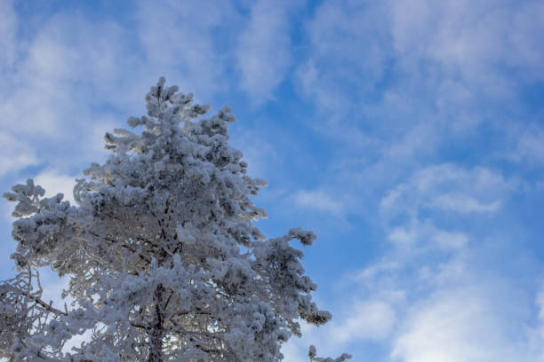 a pine tree covered in snow. blue sky and sunshine