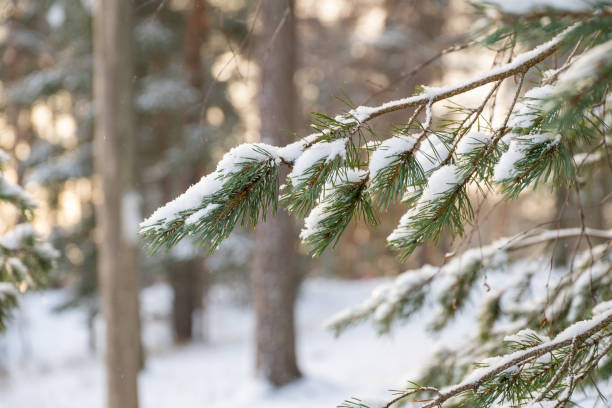 istock close up of pine tree branch covered in snow 1832557941
