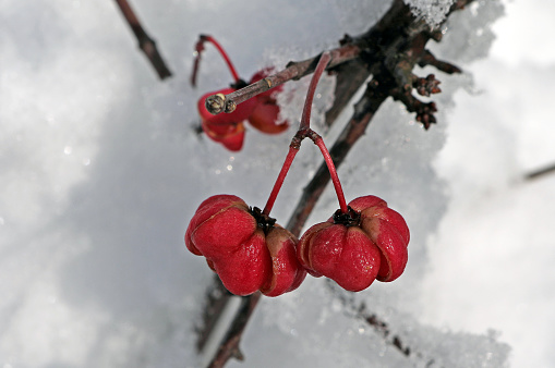Different winter berries in Winterthur, Switzerland.