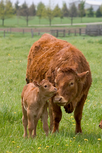 Beef cow and newly born calf in farm field.