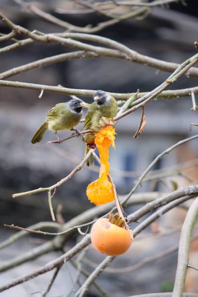 istock A couple of birds with persimmon 1832560368