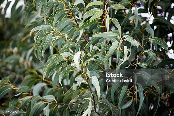 검 잎이 유칼립투스에 대한 스톡 사진 및 기타 이미지 - 유칼립투스, 나무, 유칼립투스 잎