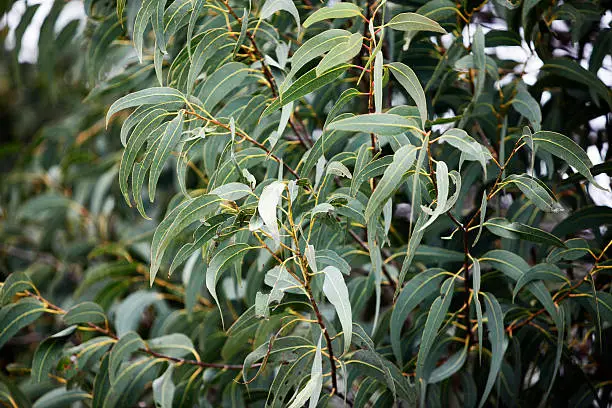 Leaves on an Australian eucalyptus gum tree