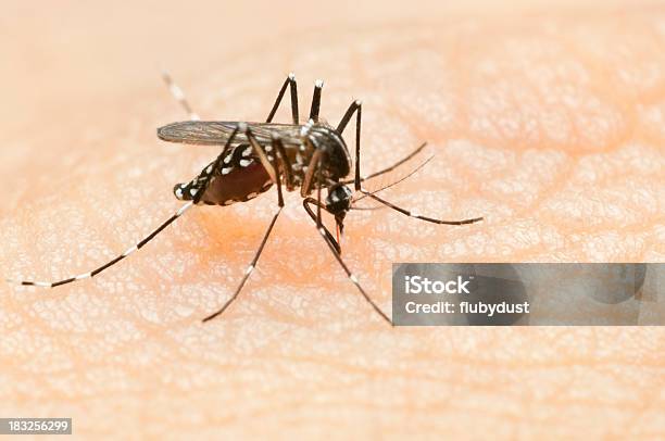 Tiger Mosquito Stock Photo - Download Image Now - Dengue Fever - Fever, Mosquito, Malaria Parasite