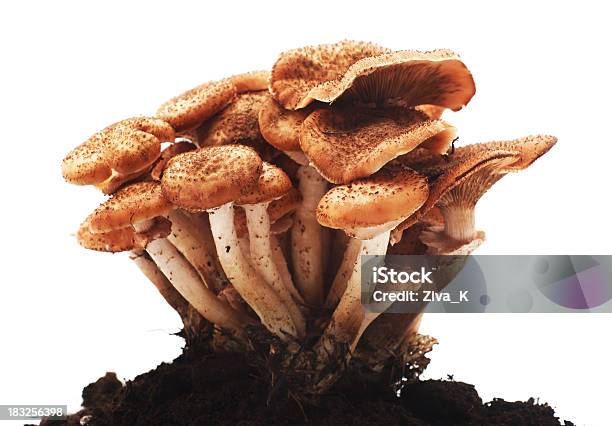 식용 버섯 0명에 대한 스톡 사진 및 기타 이미지 - 0명, Honey Fungus, 가을