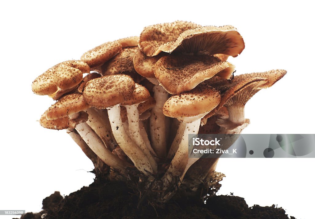Cogumelos comestíveis - Royalty-free Alimentação Saudável Foto de stock