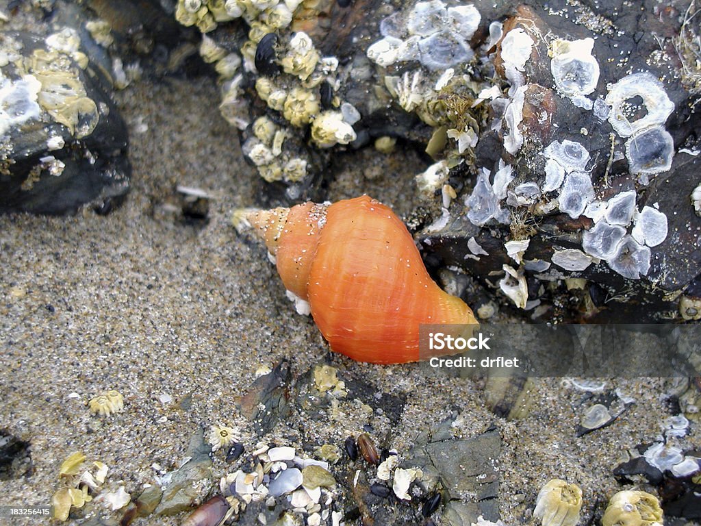 Laranja de conchas do mar - Foto de stock de Andar royalty-free