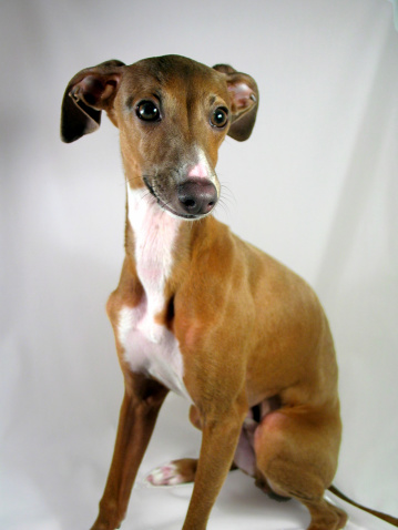 A close up shot of an Italian Greyhound named Rocco against a white background.  Good detail on the face.