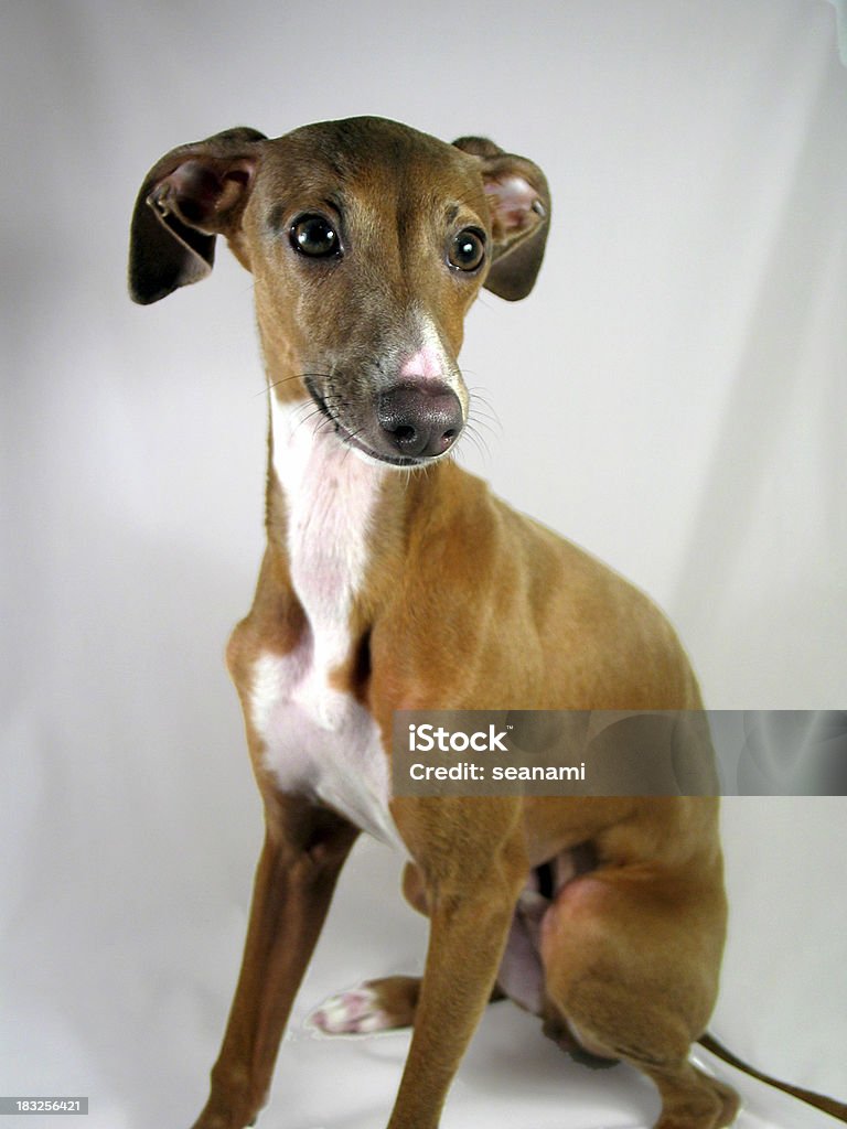 Rocco o Greyhound Italiano - Foto de stock de Galgo royalty-free