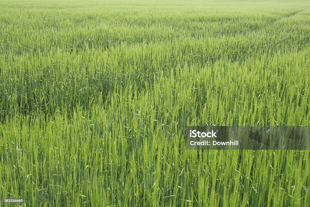 Young Crop Background A young field of barley growing in the sunshine Rice Paddy Stock Photo