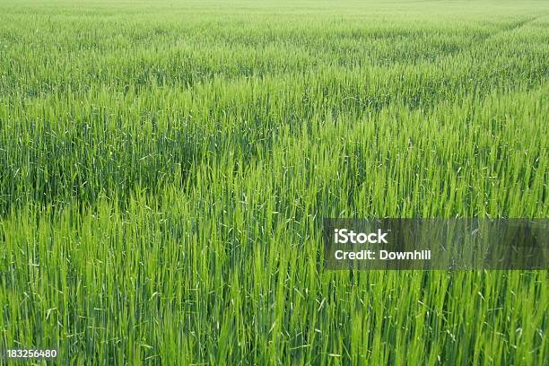 Young Crop Background Stock Photo - Download Image Now - Rice Paddy, Agricultural Field, Agriculture