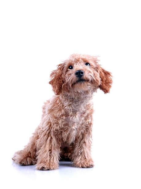 istock Curious Little Dog Looking Up - XXXLarge 183256590