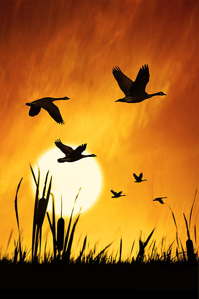 istock XXXL migrating canada geese 183256595