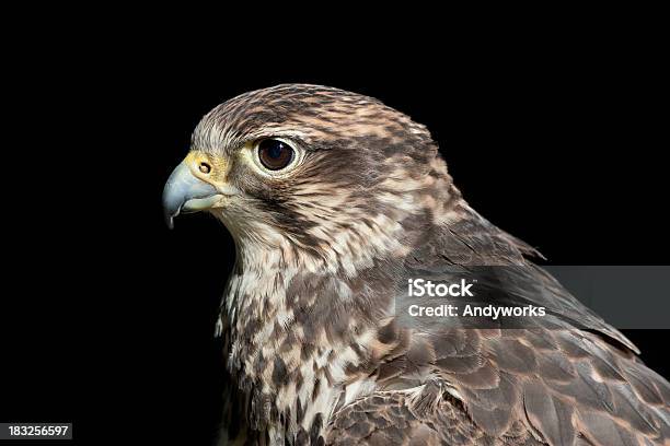 Würgfalke Falcon Falco Cherrug Stockfoto und mehr Bilder von Falke - Falke, Schwarzer Hintergrund, Einzelnes Tier