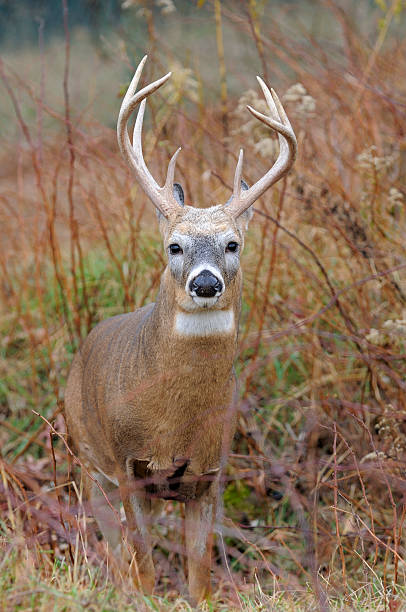 De buck Whitetail - Photo