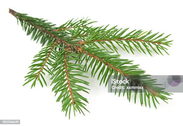 Spruce Tree Branch Stockfoto und mehr Bilder von Ast - Pflanzenbestandteil - Ast - Pflanzenbestandteil, Baum, Blatt - Pflanzenbestandteile