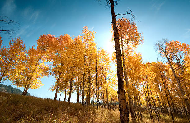 istock Aspen Grove in the Fall with Sunburst 183256758