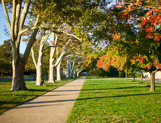 Fall morning path stock photo