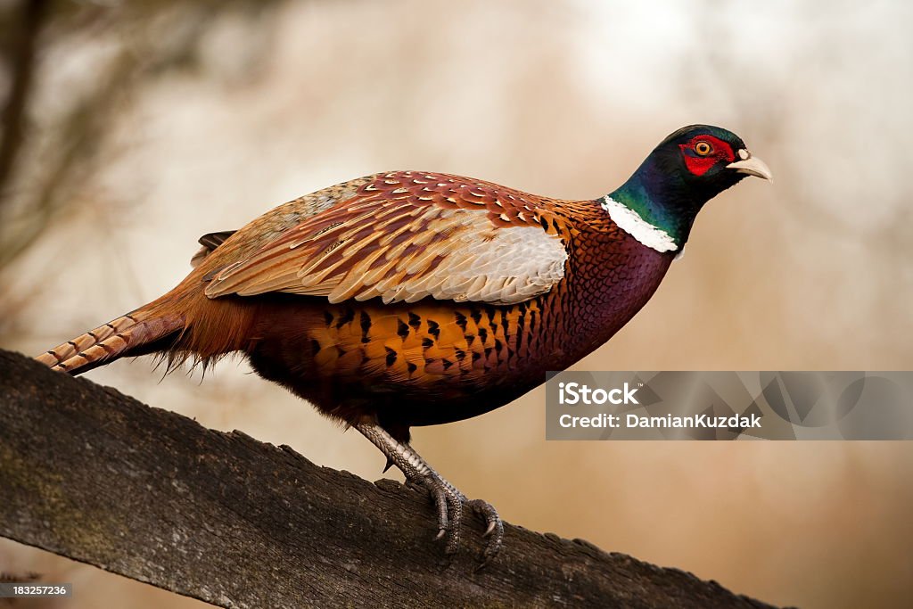 Wspólne Pheasant - Zbiór zdjęć royalty-free (Bażant - Dziczyzna)