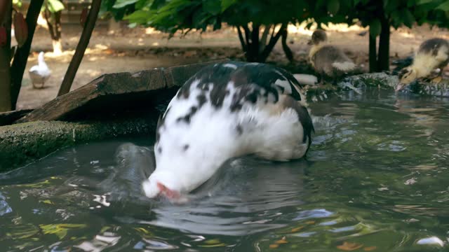 The muscovy duck  swimming in the Water,4k