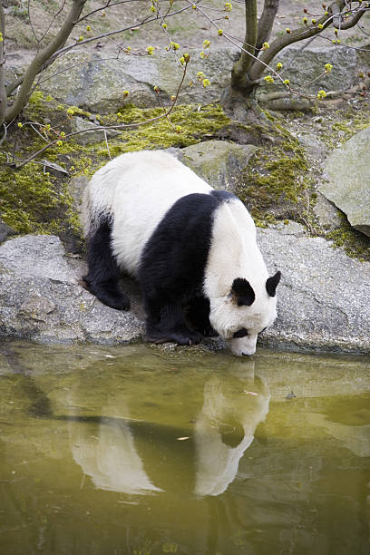 A giant panda bear drinks at Berlin zoo.