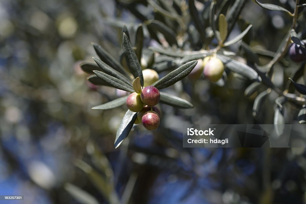 Olive Branch  Agriculture Stock Photo