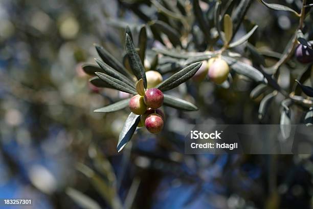 Olive Branch Stock Photo - Download Image Now - Agriculture, Branch - Plant Part, Close-up