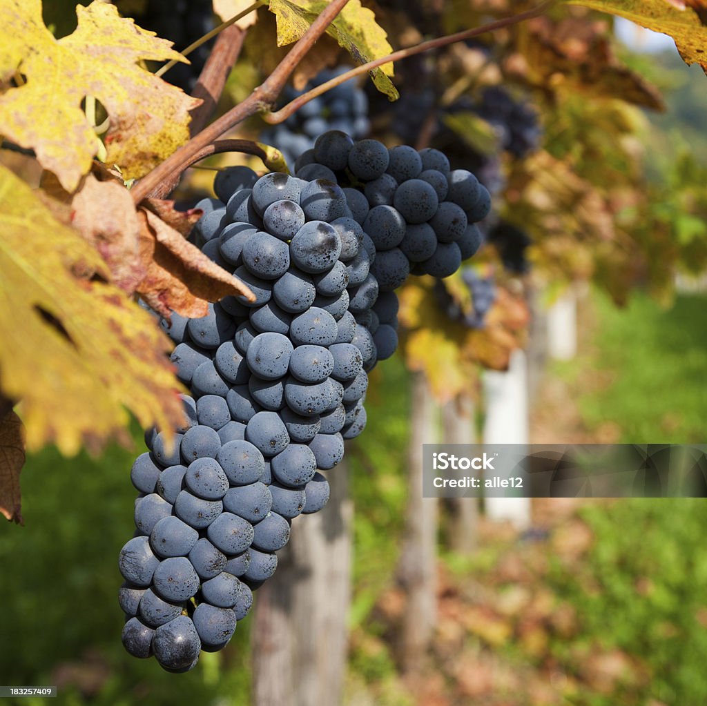 Black grapes in vineyard Grapes ready to be harvested. Autumn Stock Photo