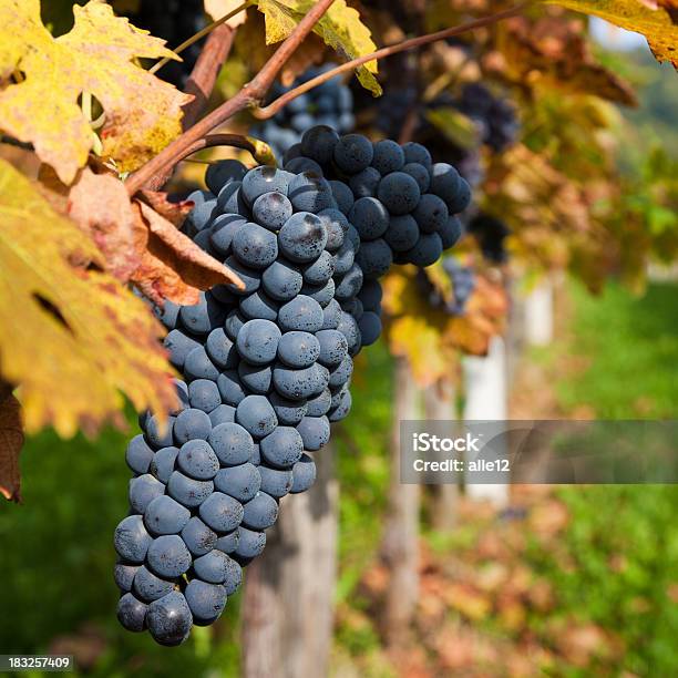 Black Grapes In Vineyard Stock Photo - Download Image Now - Autumn, Bunch, Crop - Plant