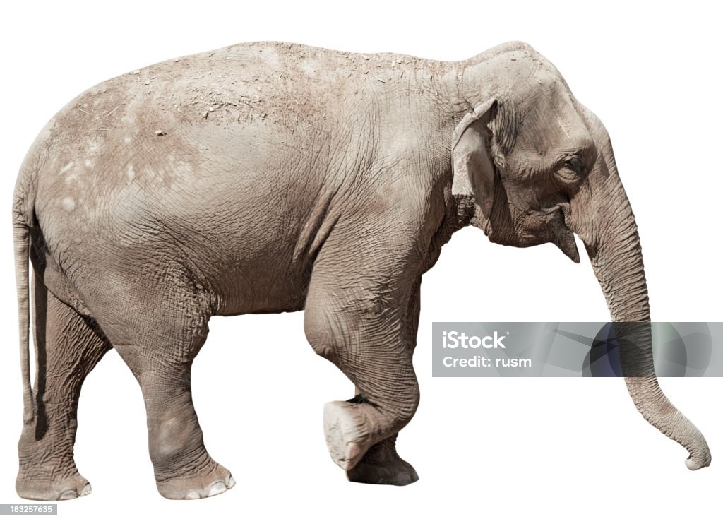 Indian Elephant isolated with clipping path on white background "Indian elephant, isolated on white with clipping path" Elephant Stock Photo