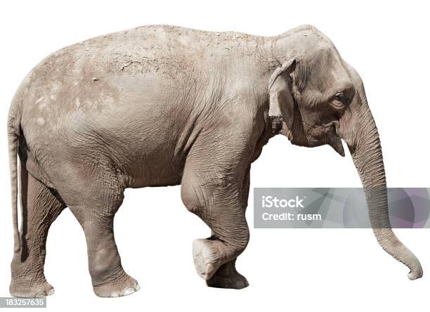 Indian Elephant Isolated With Clipping Path On White Background Stock Photo - Download Image Now