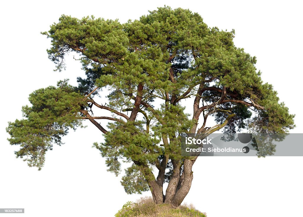 Old Scots Pine (Pinus sylvestris)  isolated on white. Tree Stock Photo