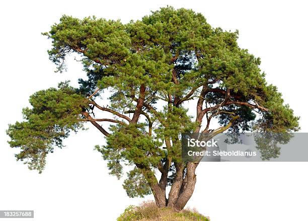 Old Scots Pine Isolated On White Stock Photo - Download Image Now