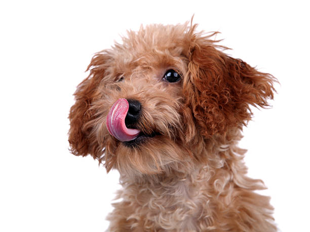 Puppy Enjoy Delicious Food - XLarge