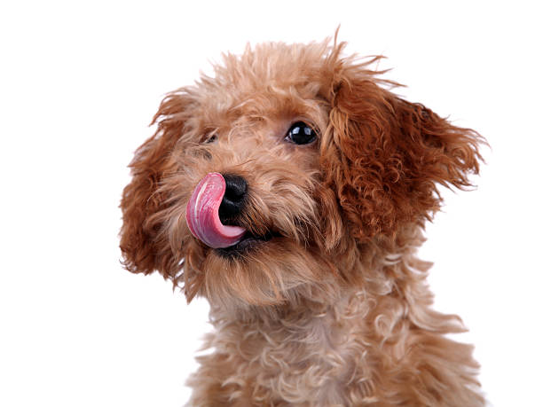Puppy Enjoy Delicious Food - XLarge A little puppy enjoy delicious food with white background animal tongue stock pictures, royalty-free photos & images
