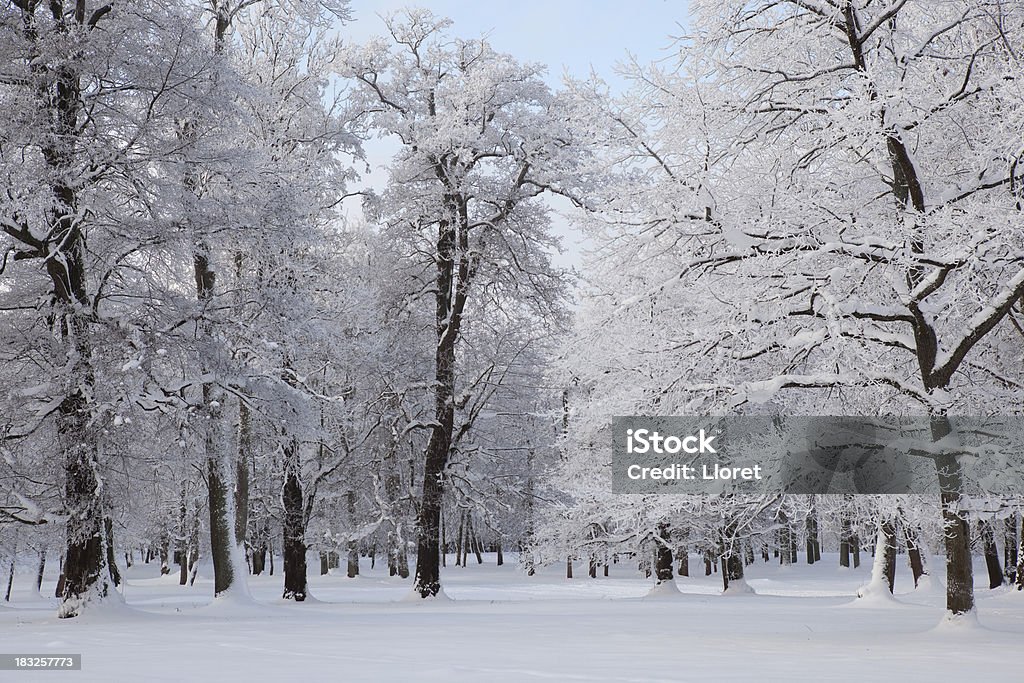 Park durante el invierno, - Foto de stock de Boscaje libre de derechos