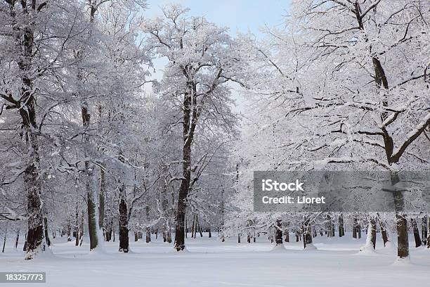 Park Durante El Invierno Foto de stock y más banco de imágenes de Boscaje - Boscaje, Nieve, Aire libre