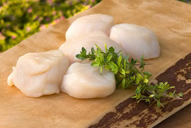 "Raw sea scallops shellfish on cutting board, with fresh thyme: Preparation to cooking seafood. (SEE LIGHTBOXES BELOW for more food photos...)"