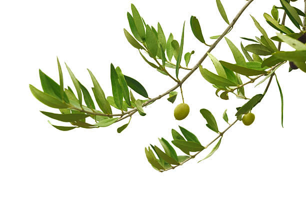 Close-up of green olives hanging on branches stock photo