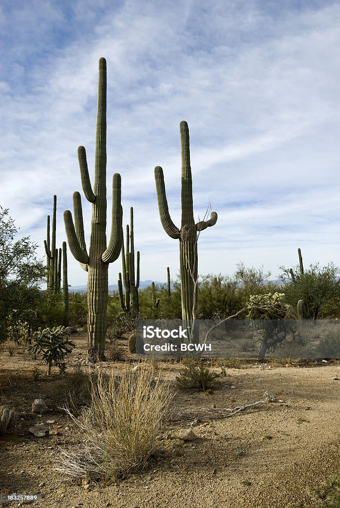 Desierto de Sonora al amanecer con cactus Saguaro - Foto de stock de Aire libre libre de derechos