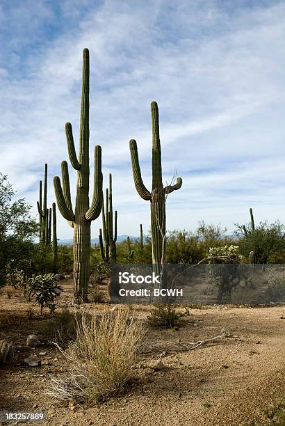 Desierto De Sonora Al Amanecer Con Cactus Saguaro Foto de stock y más banco de imágenes de Aire libre - Aire libre, Amanecer, Arizona